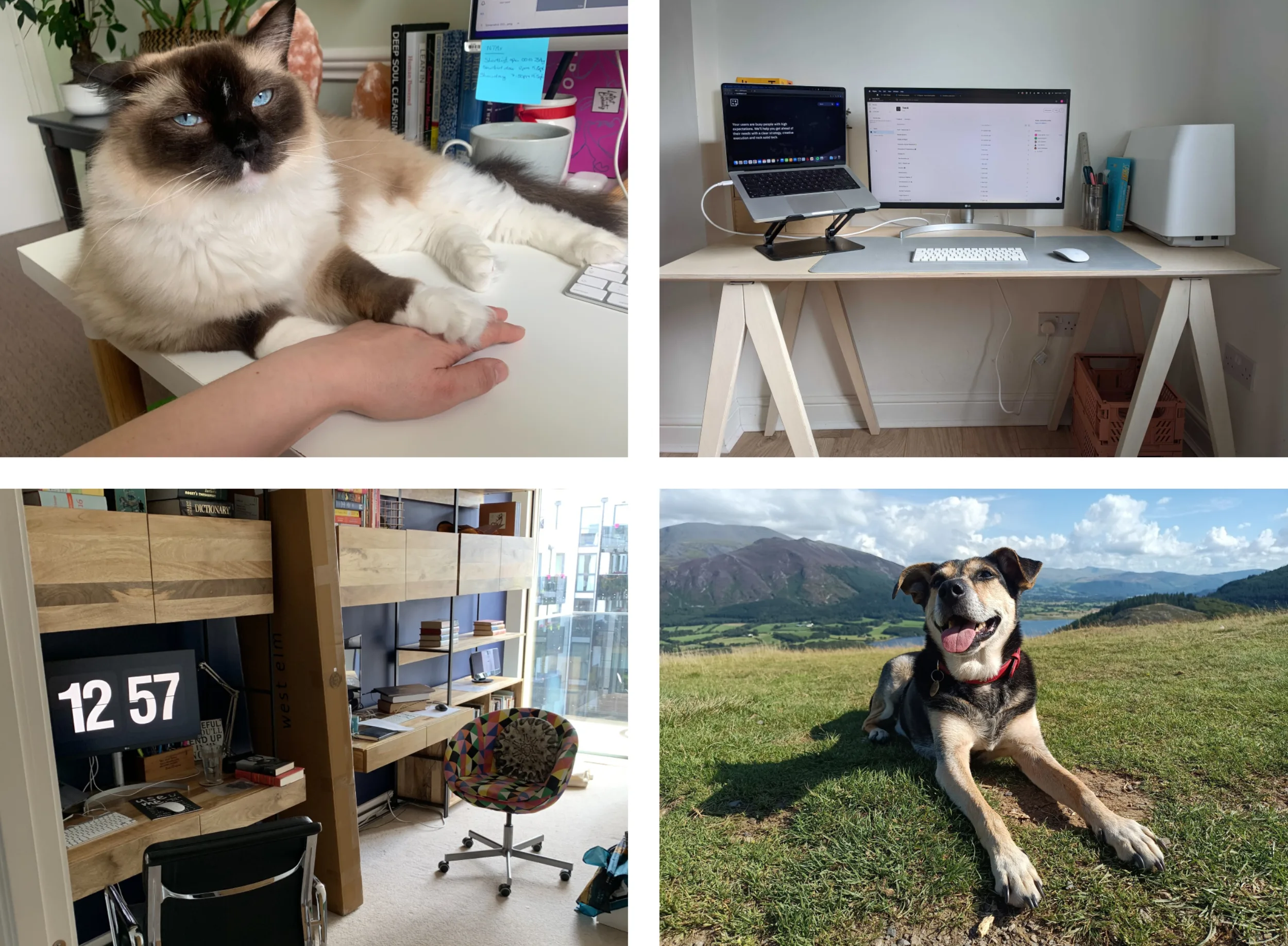 Composite image showing Karrie and Bear in Croydon; Holly’s immaculate desk (and sewing machine) in Manchester; Jasper out for a walk with Laura in the Lake District; and Andrew’s his-and-hers home office in Lewisham.