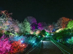 Illuminated trees at night